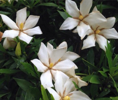 くちなしの花