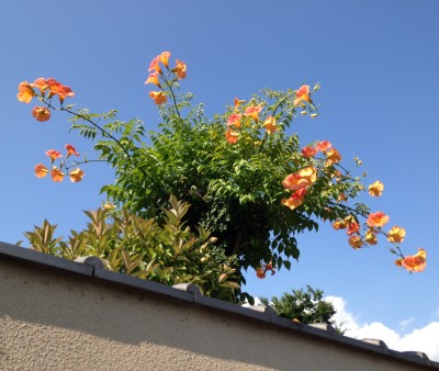 夏の花、ノウゼンカズラ
