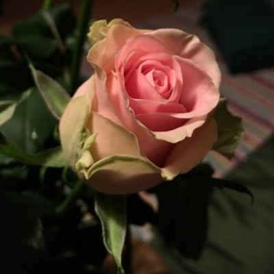 FullSizeRender (1)