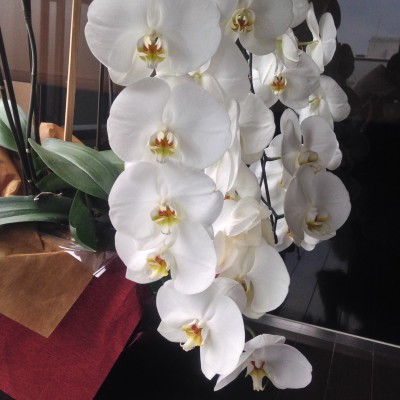 Phalaenopsis_orchid