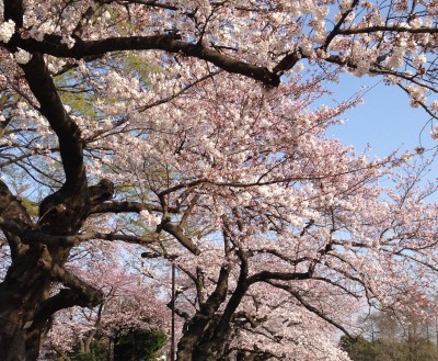 cherry_blossom