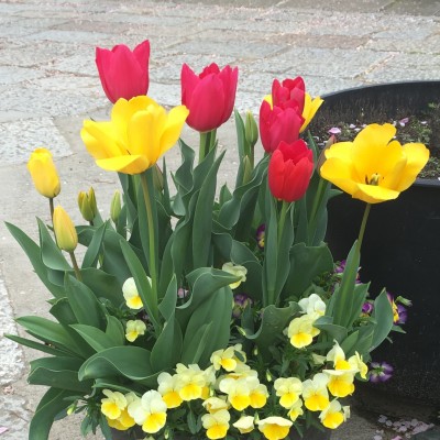 tulip02