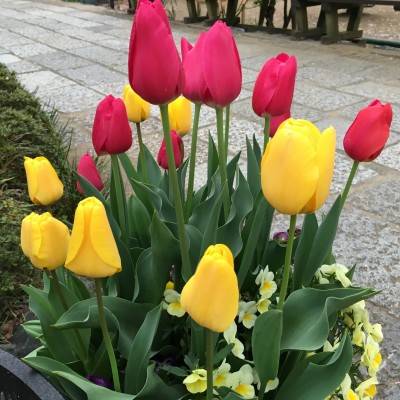 tulip04